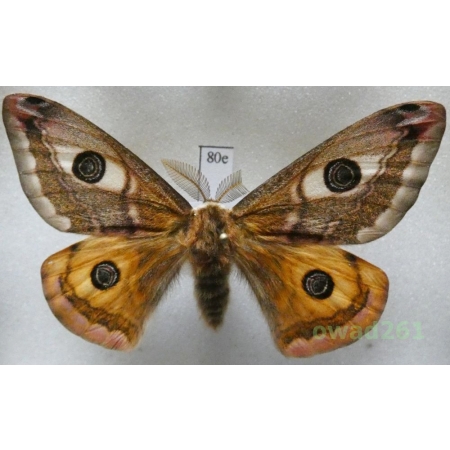 Saturnia pavonia (Linnaeus, 1758) male Poland80e